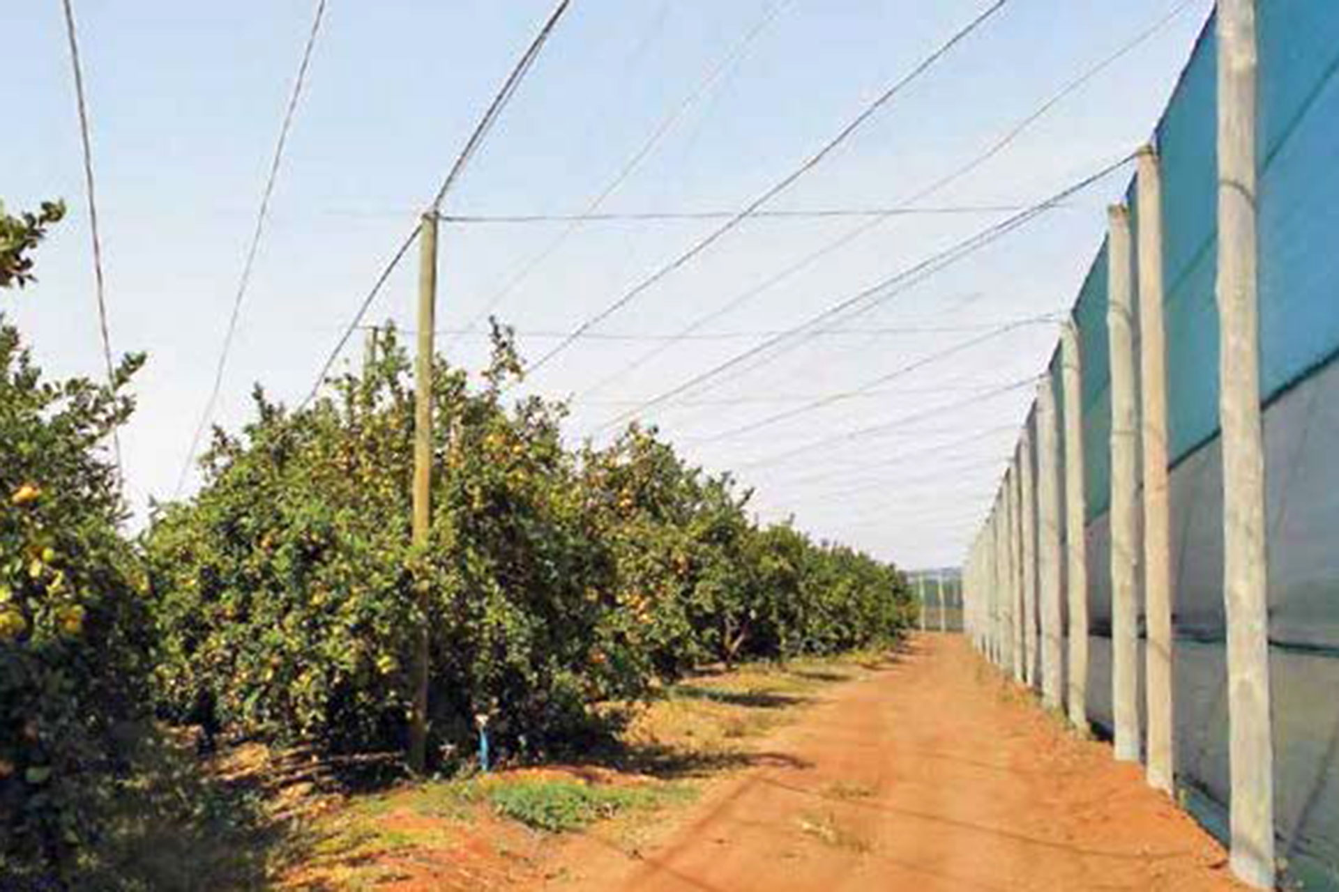 Vineyard & Fruit Trellising